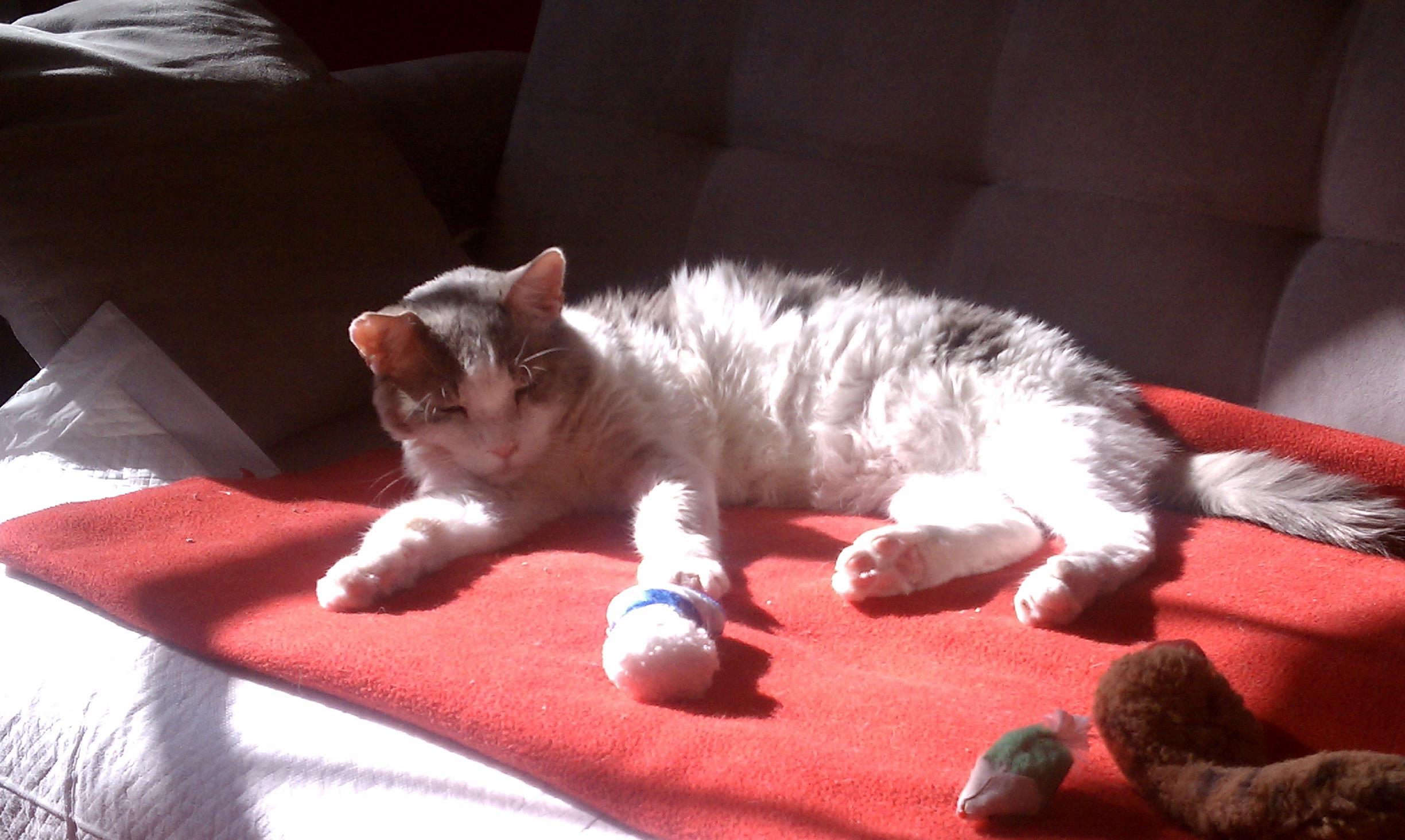 He loved the sun, as most senior cats do. 