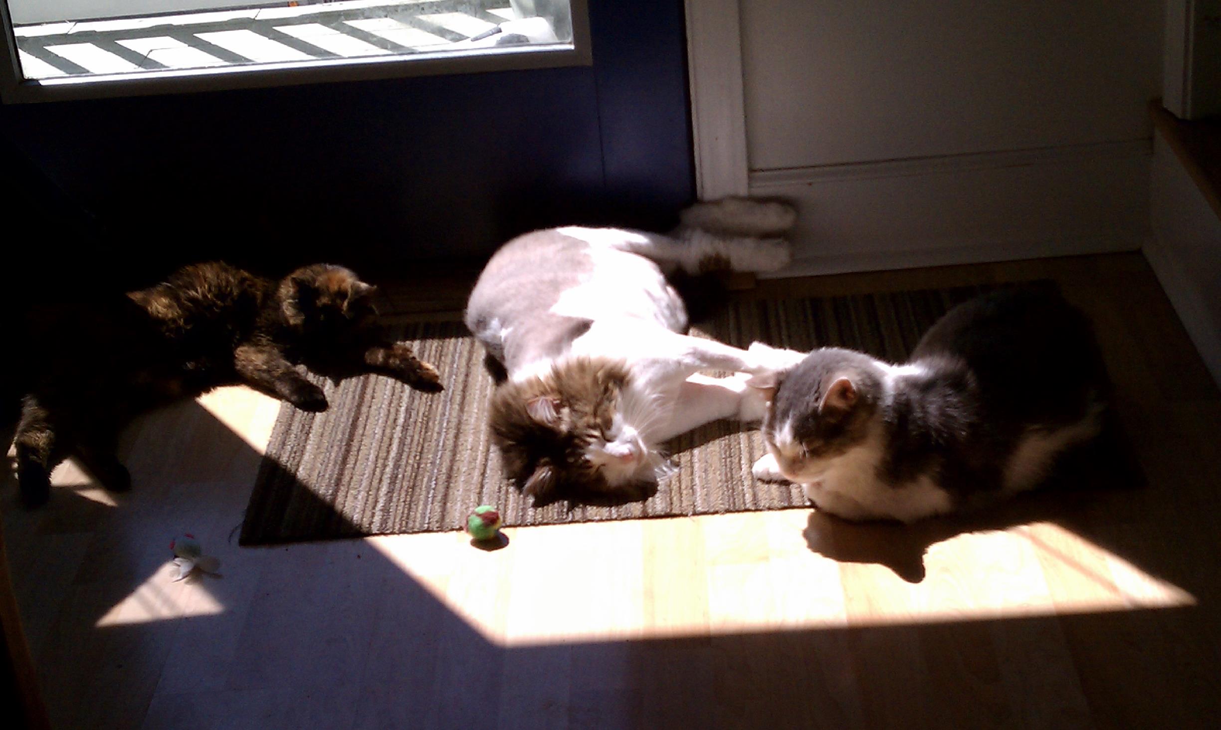 Geeg, Fluff and Crust chillin' in a sunbeam!