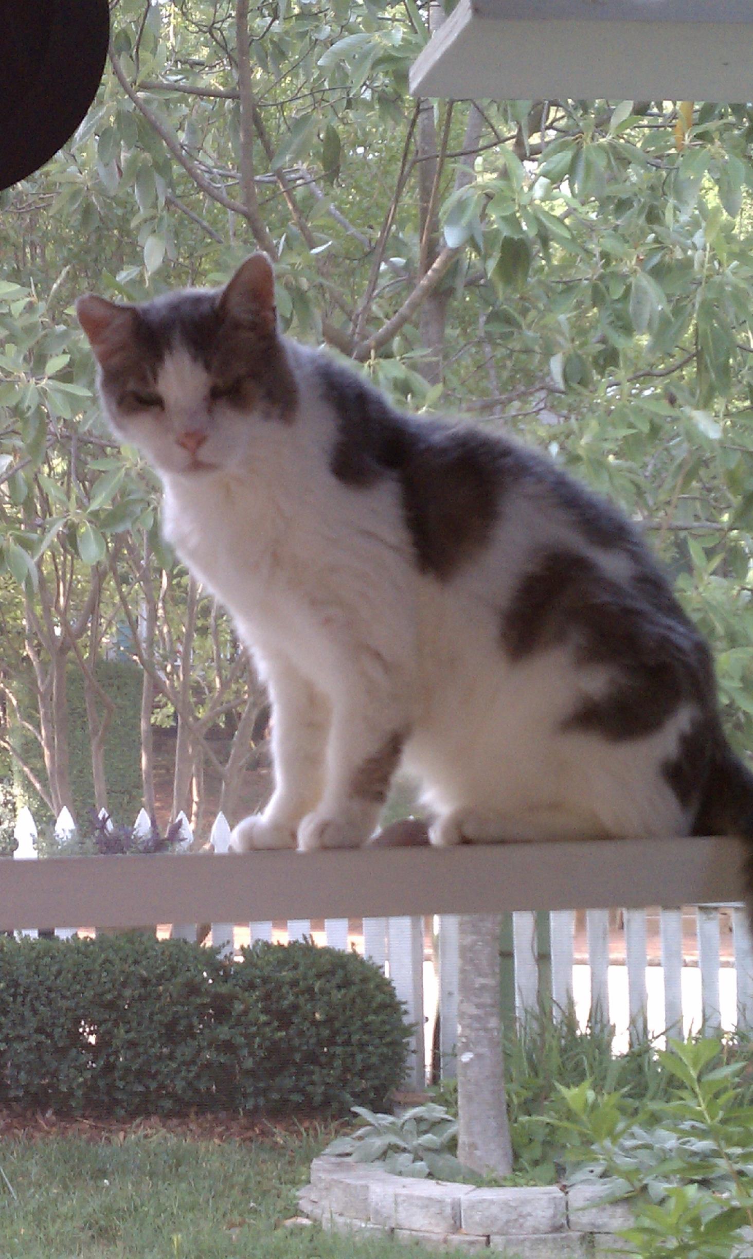 Screen porch time!