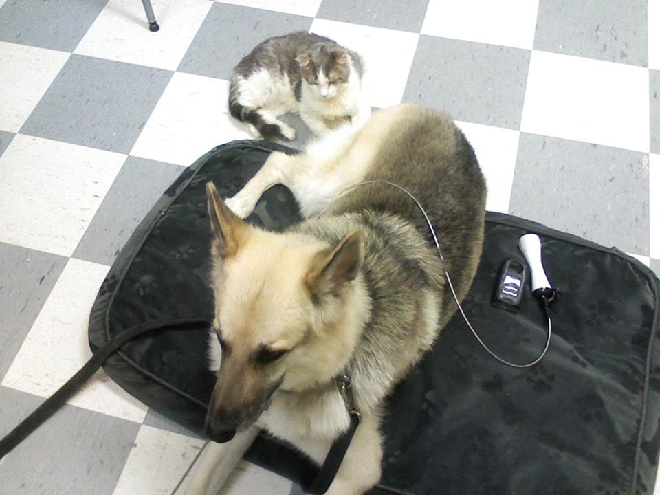 0910001957b (Copy) Supervising Yukon's Laser treatments.