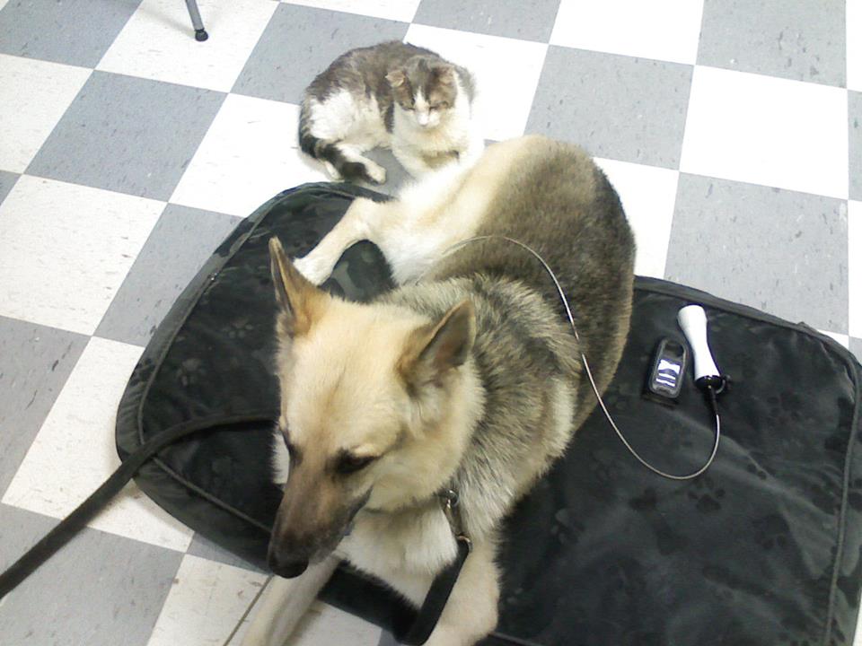 Cold laser treatments, note Mr Custy laying on his tail, little did they know they would soon live together. 