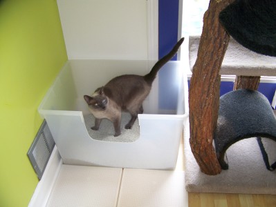 A large box with two exit routes, out the front or jump out the  top onto cat condo. 