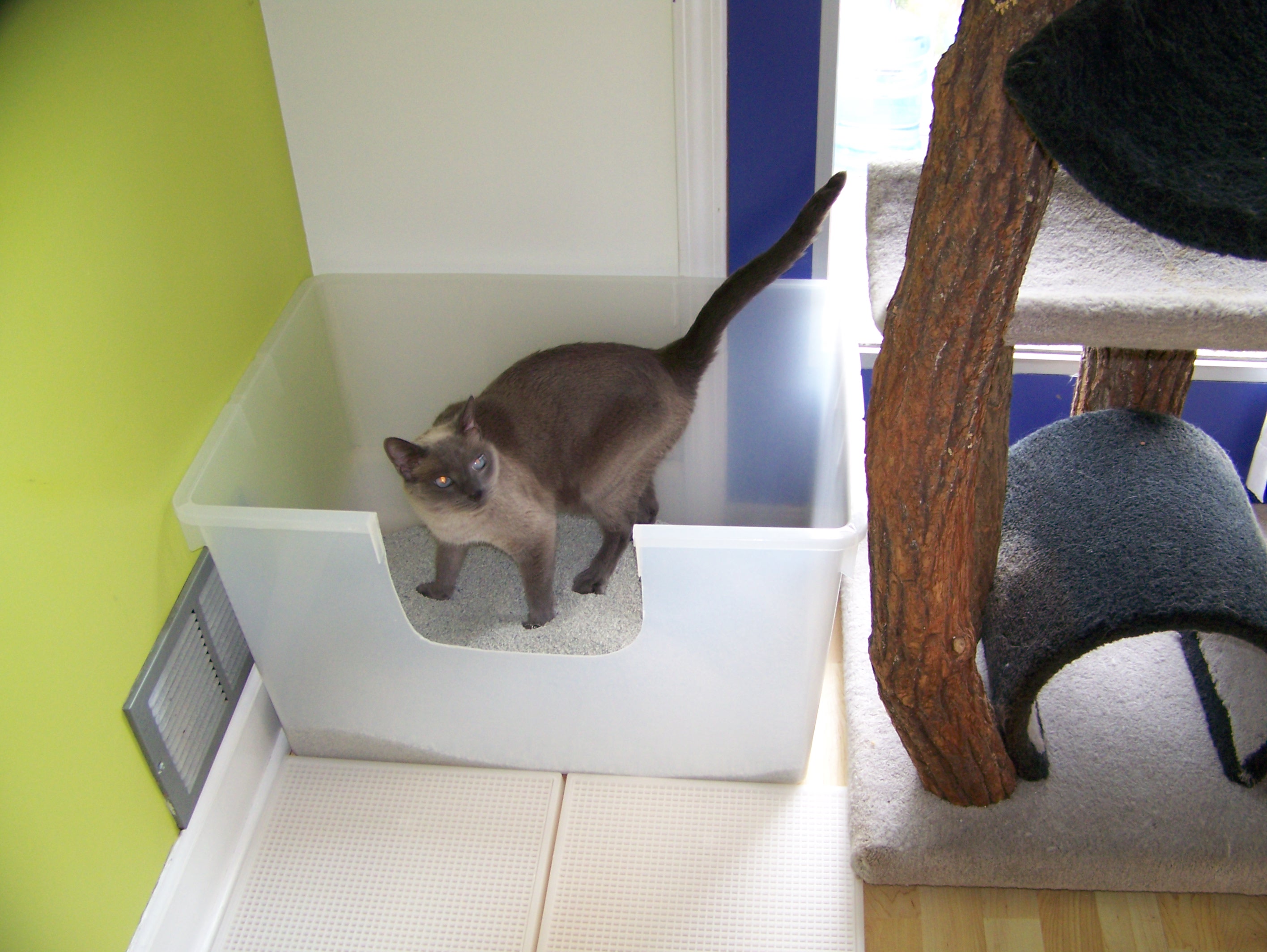 The Best Litter Box! A large box with two exit routes, out the front or jump out the top onto cat condo.