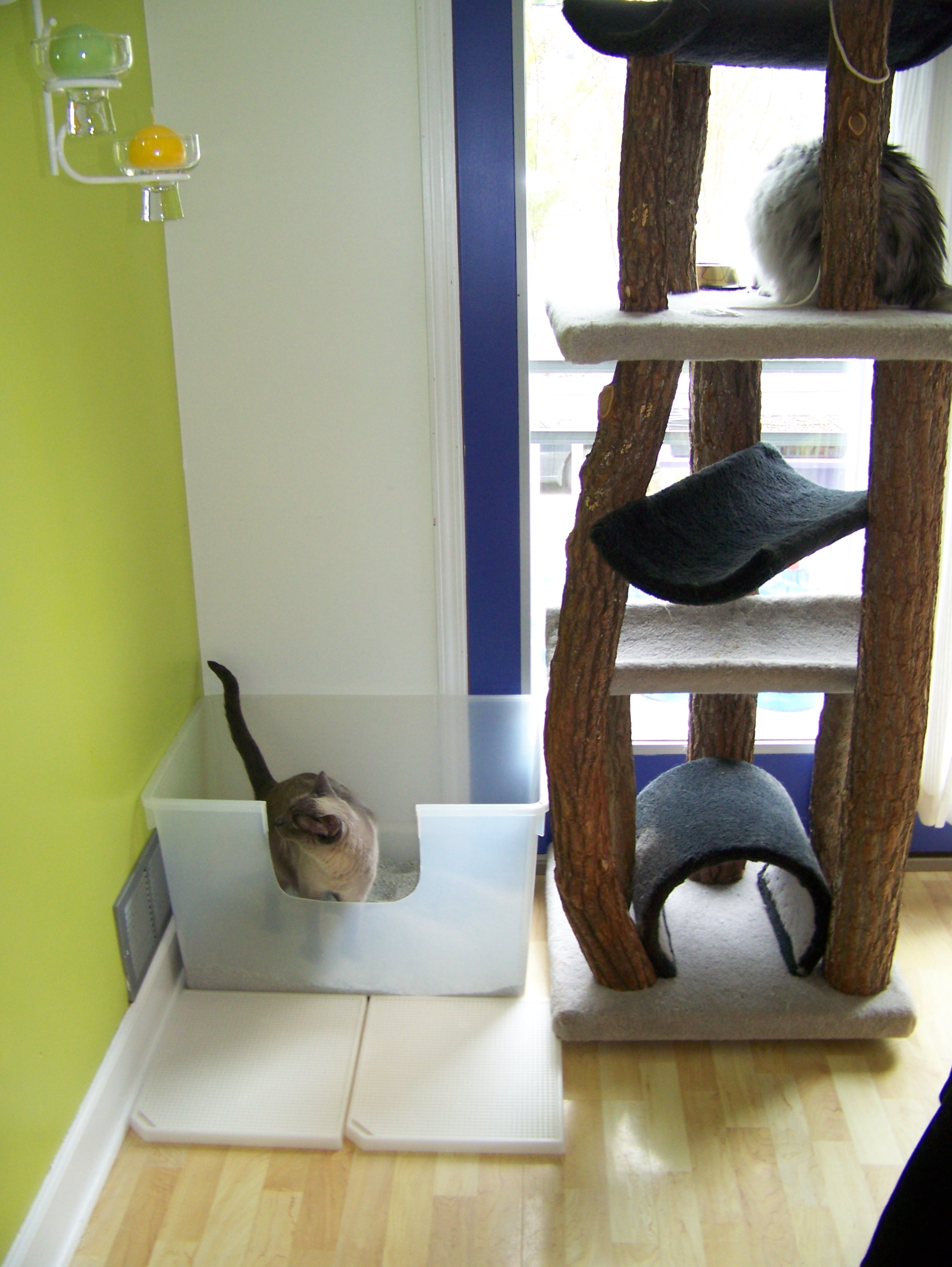 Note two exit points, cut opening and cat condo. Note two exit points, cut opening and cat condo.