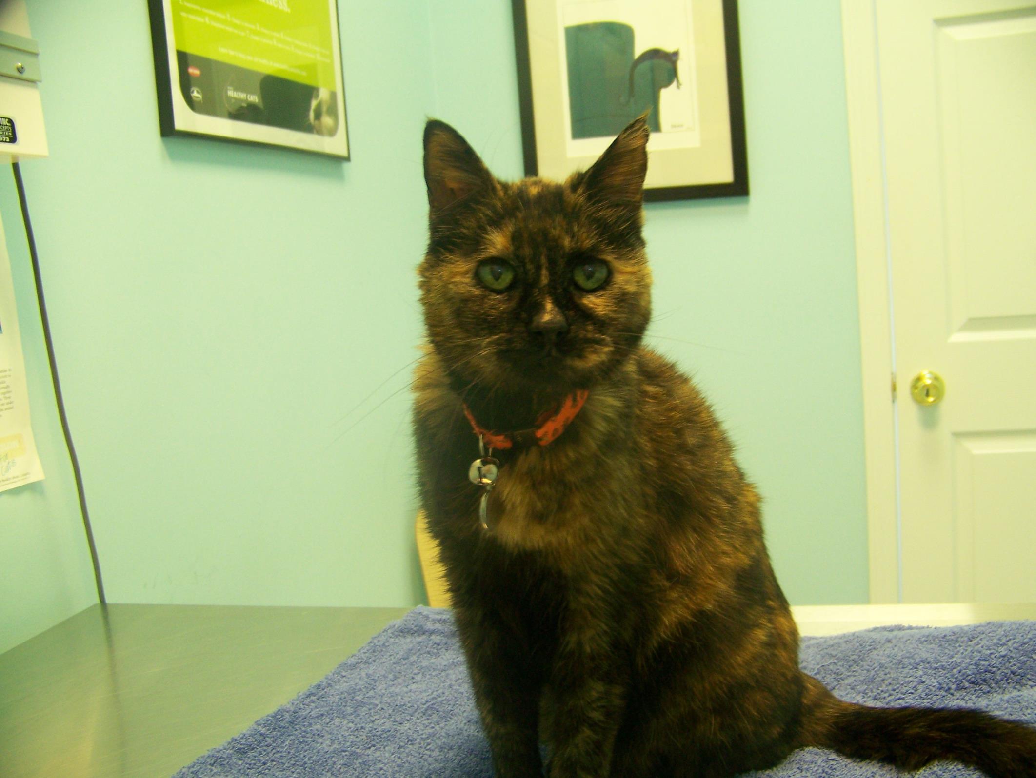 On the exam table at the clinic, posing. She could still jump!