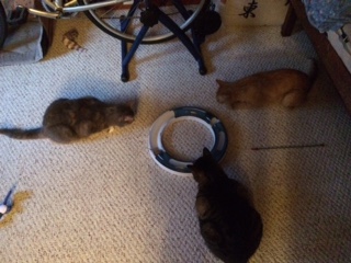 All three cats being hospitable together!
