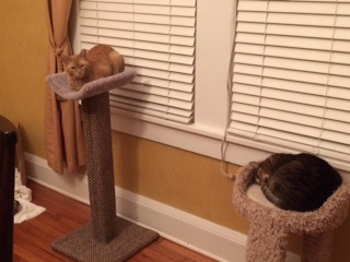 Cheryl Linden's cats 2 Enjoying the scoop post from FF!