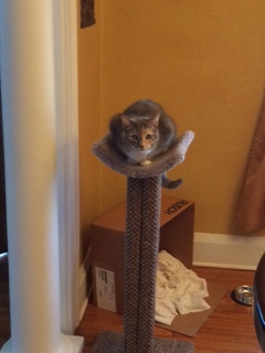 Cheryl Linden's cats 3 Miloch enjoying her new scooped scratching post.
