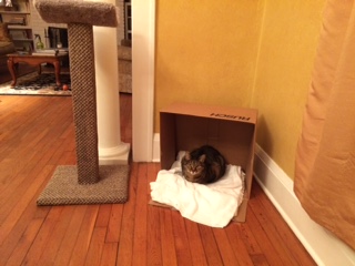 Cheryl Linden's cats 4 Hannah in a box, added as a cozy hiding place.