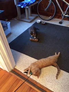 Cheryl Linden's cats 5 Previous enemies, foraging and playing together.