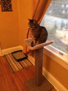 Cheryl Linden's cats 6 Hannah atop her new scoop post from FF!