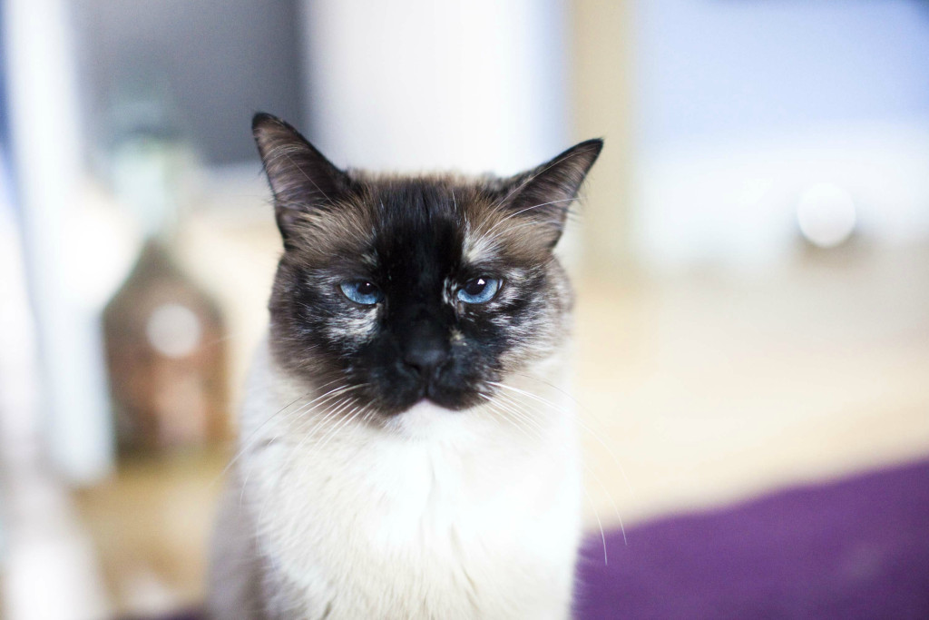 Tarzan Syndrome should you adopt one or two cats? Fundamentally Feline