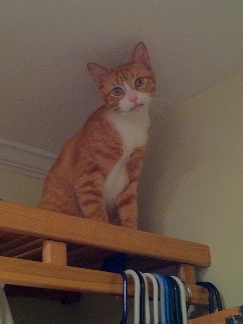 Harvey creating his own vertical space in the closet.