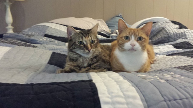 Harvey Preston 4 Enjoying his new indoor only lifestyle with sister Penny.