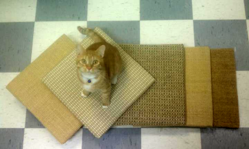 Scratch Pad Foraging Scratch Pads - Fundamentally Feline