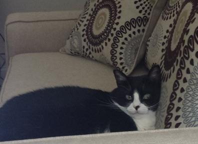 Charlee sitting on sofa with guests in the home.