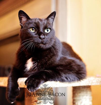 Simon's headshot! And the naysayers say black cats can't be photographed well! Bah!