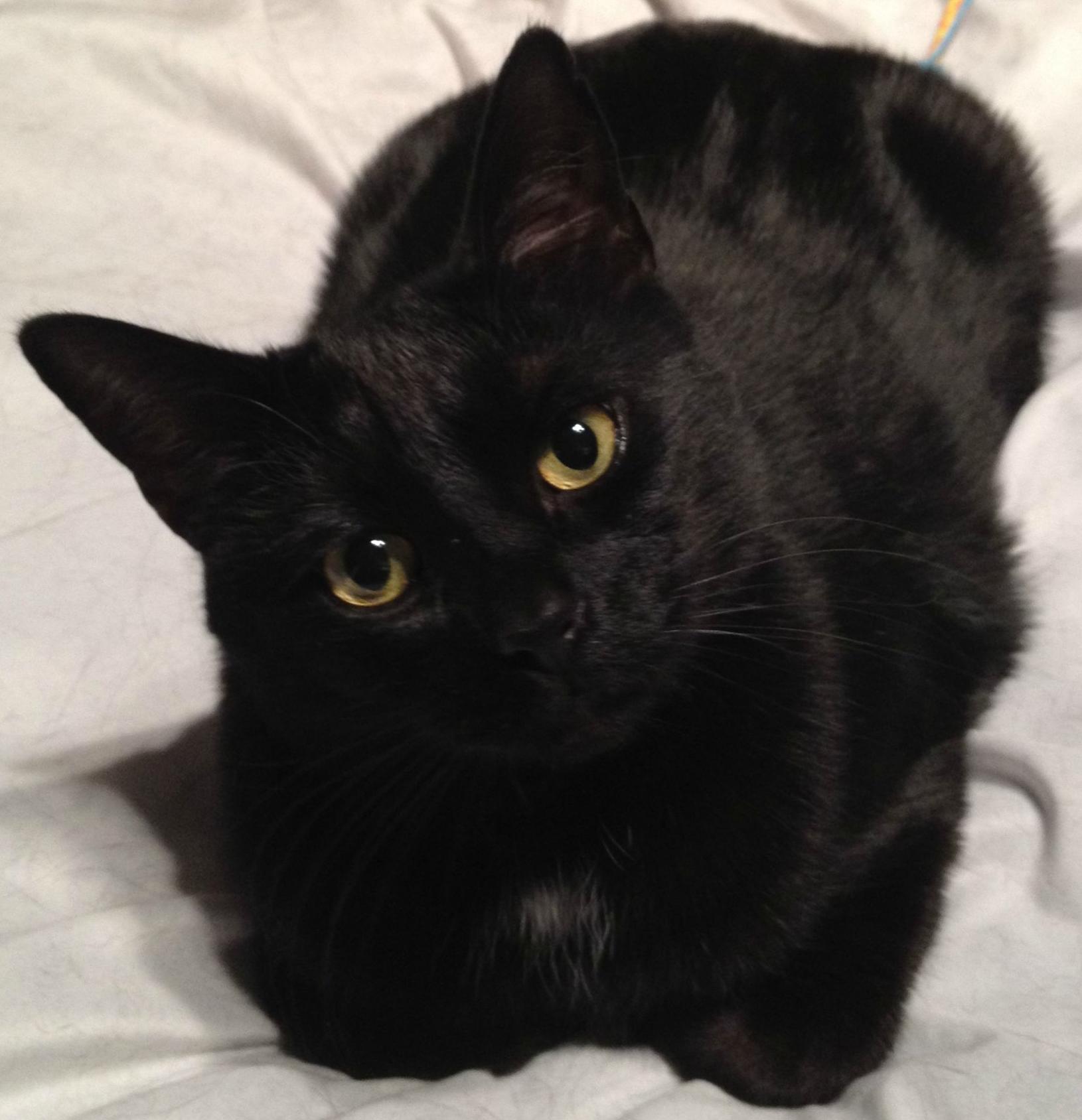 black cats are cute