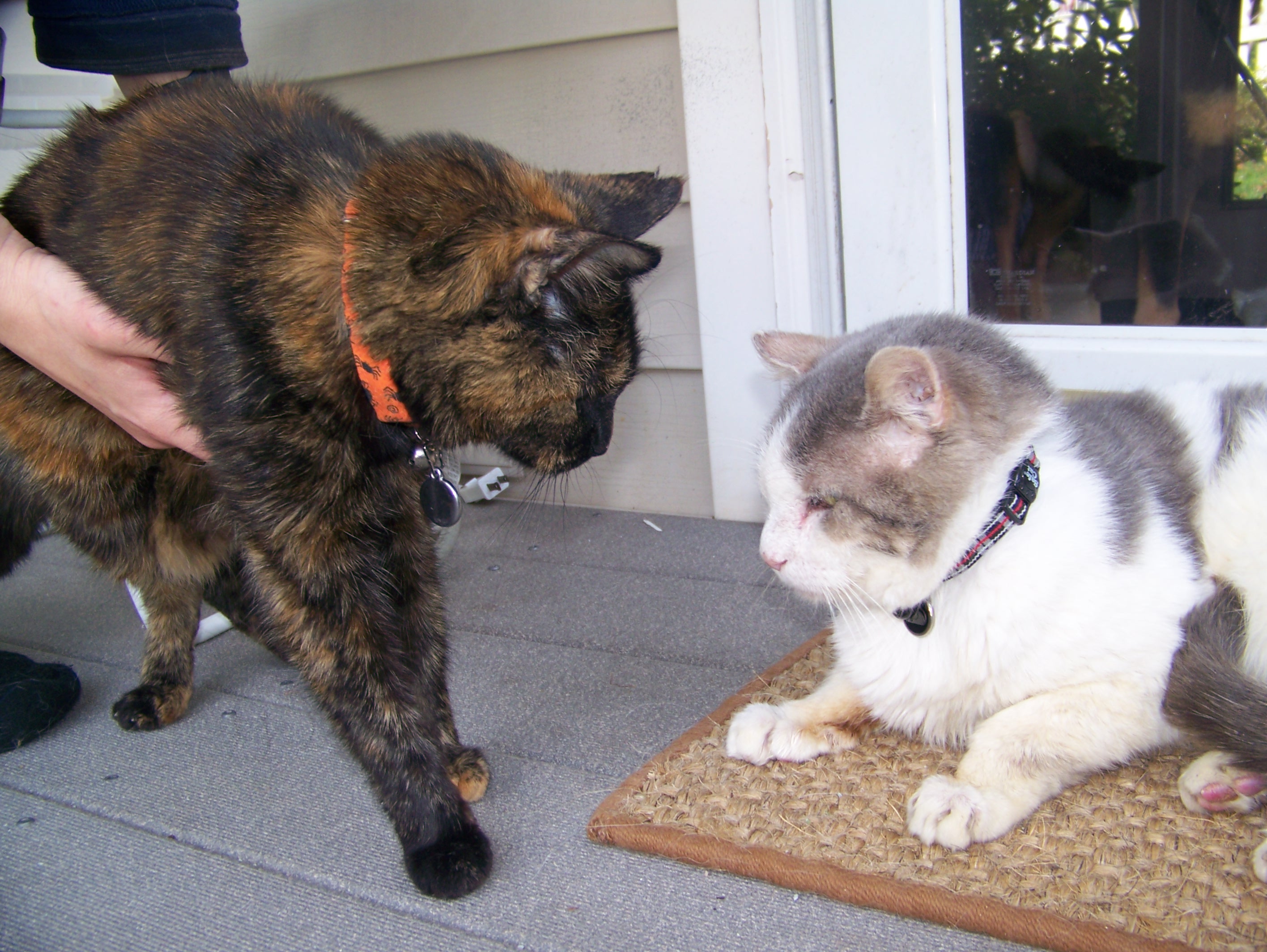 225 DO NOT restrain cats with your hands and force them together!