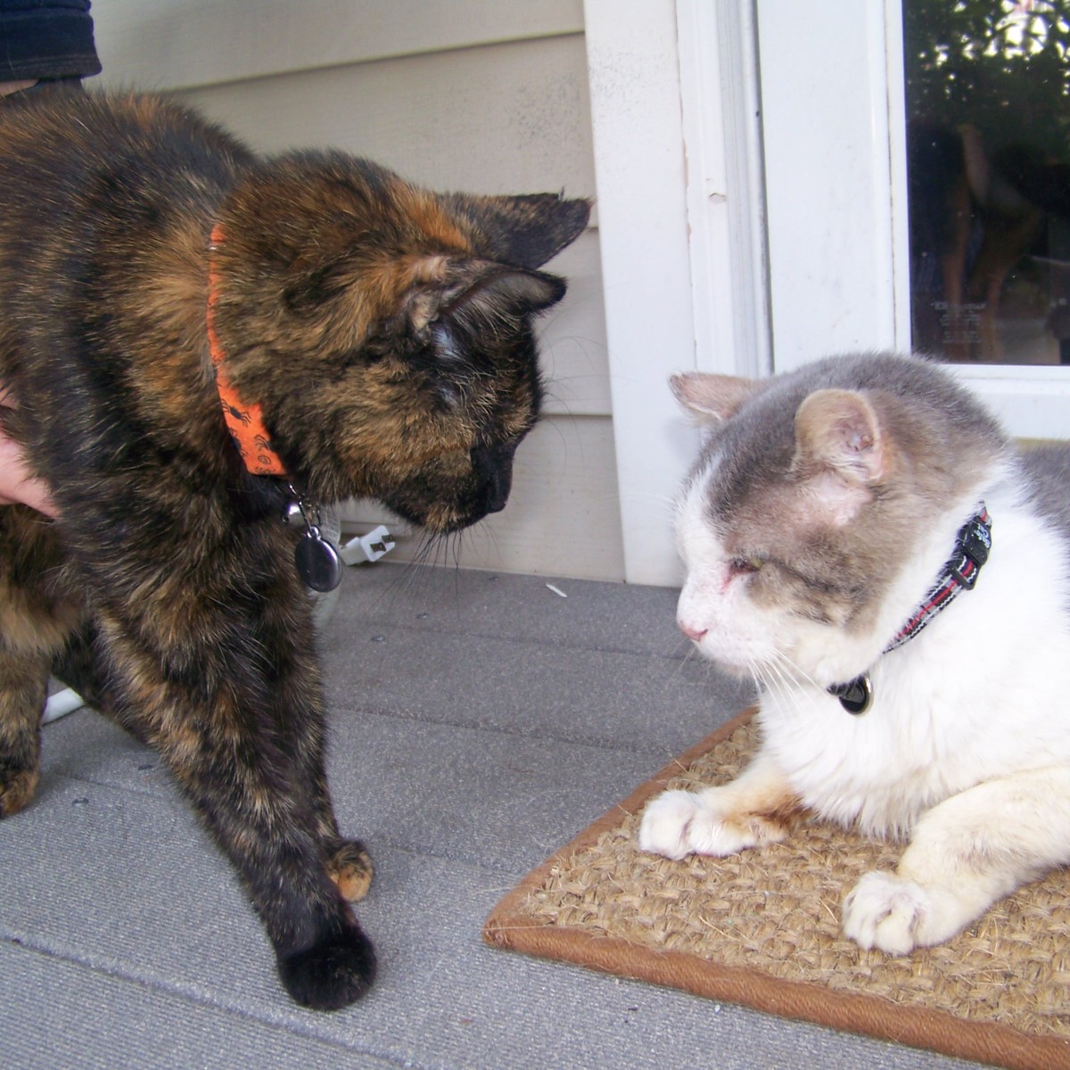 How to introduce a new cat to your home Archives Fundamentally Feline