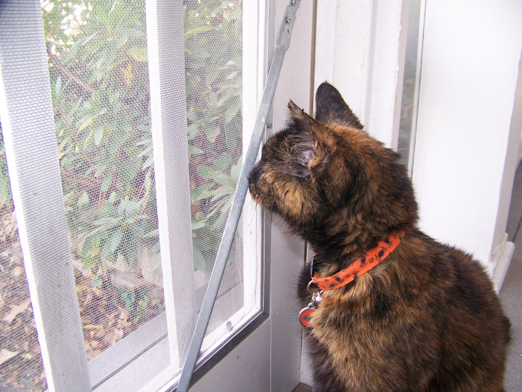 Enjoying the screen porch. No more fighting for her life, just relaxing watching birds. 