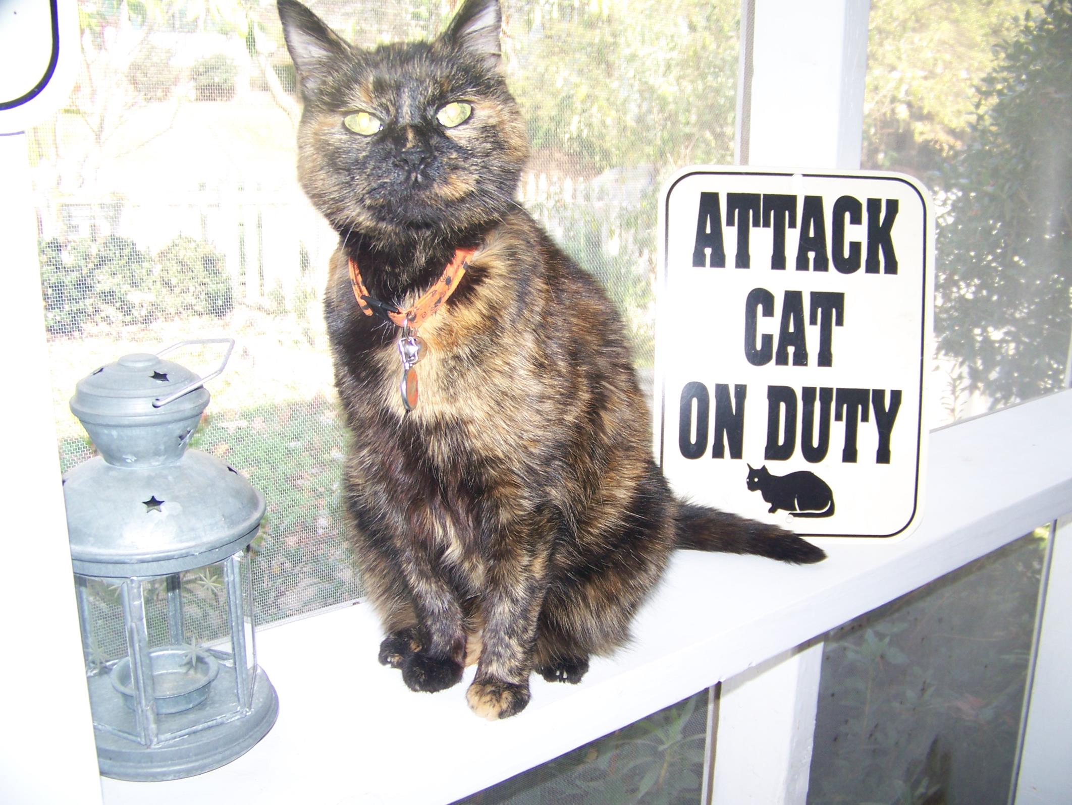 Ferorcious Geeg! Complete with spooky spiders on her collar.