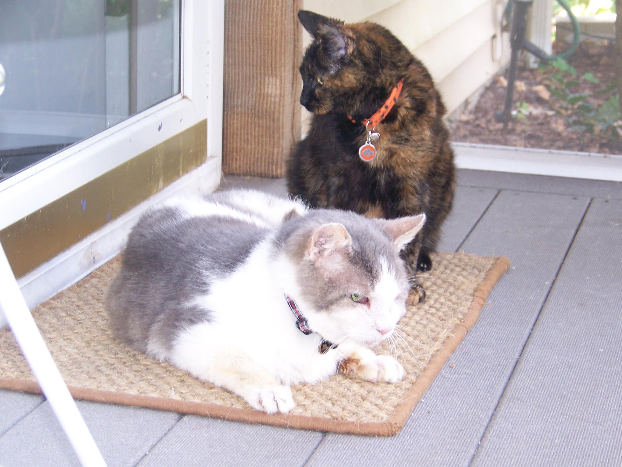 Screen porch time with her main squeeze, Mr. Crusty!