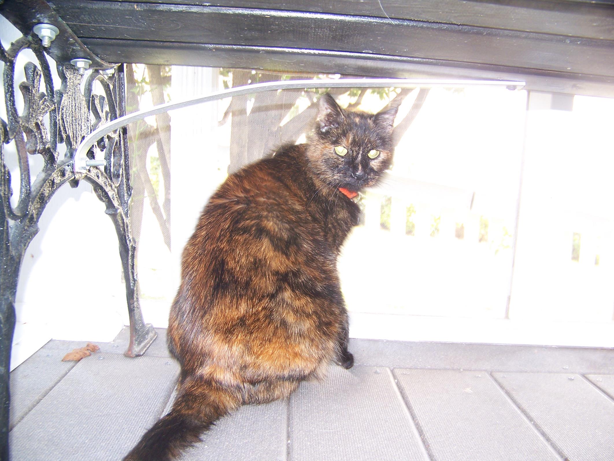 233 (Copy) Enjoying the screened porch!