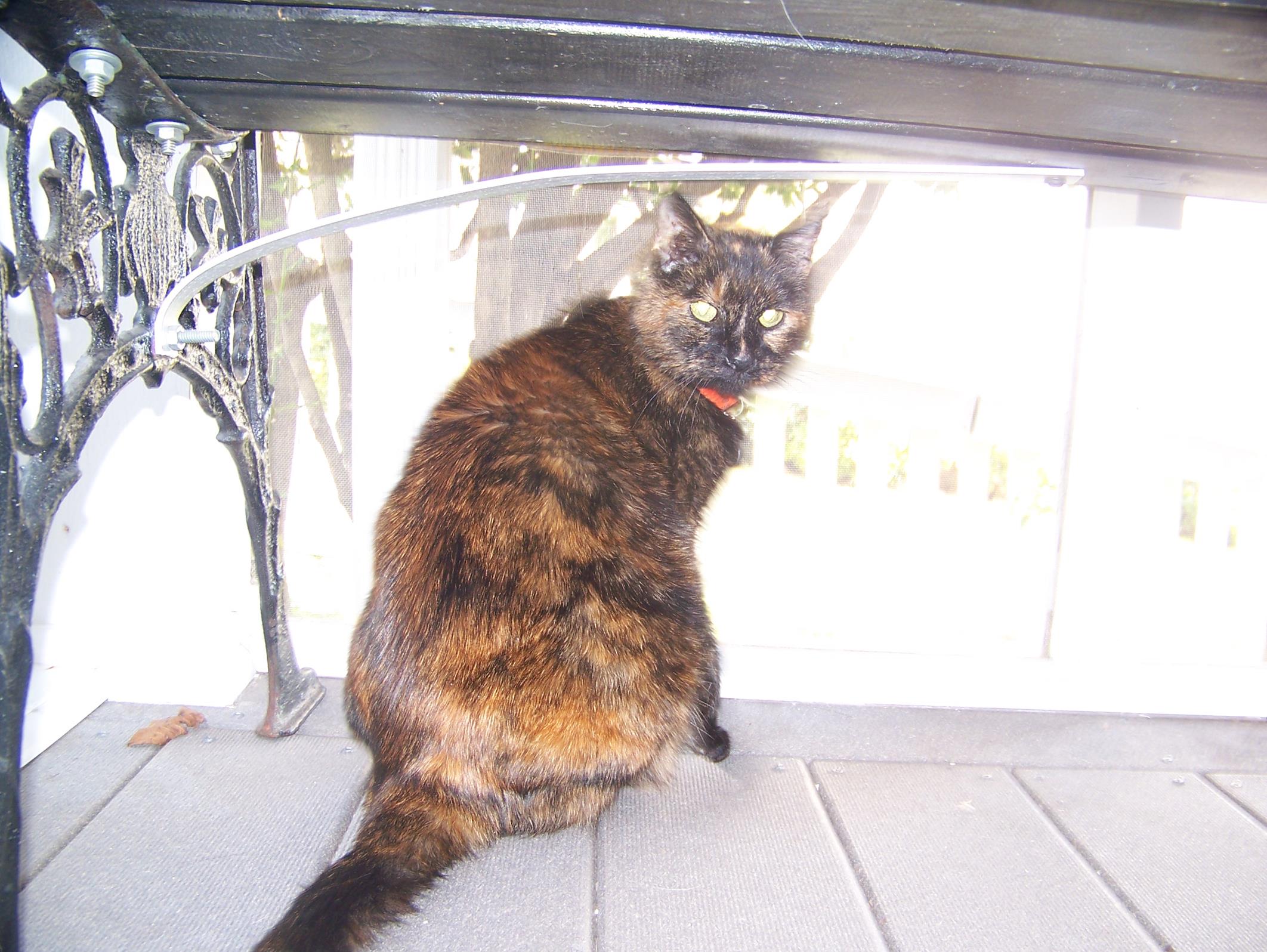 Enjoying the screened porch! 