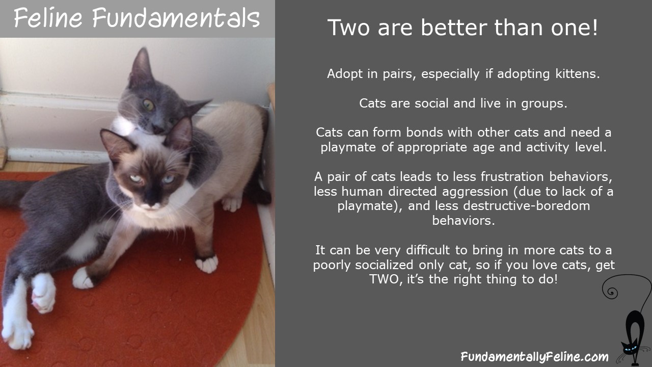 Adopt in pairs