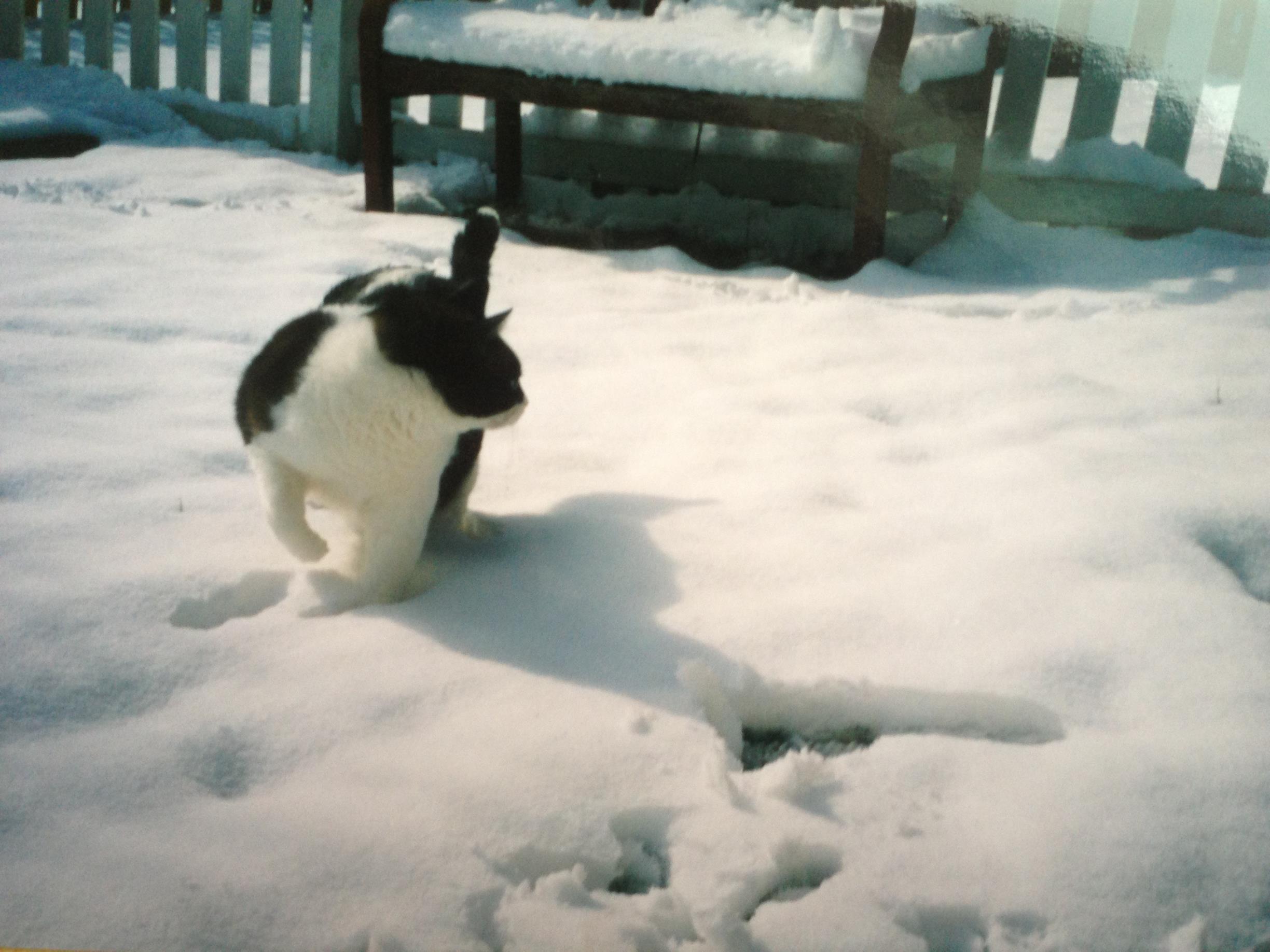 Being a "real artic bear" in he snow. 