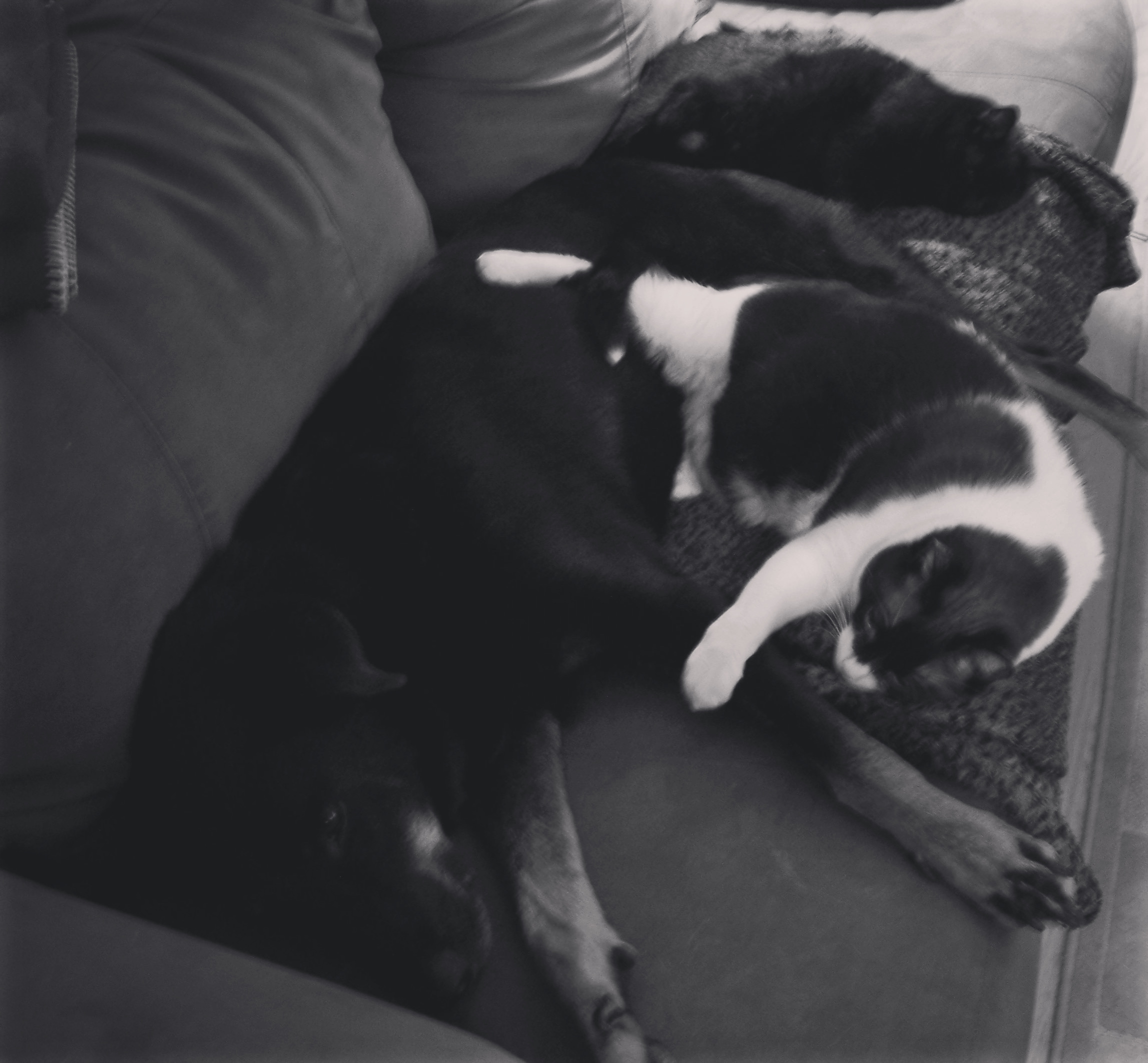 Black and white of grant and cats Grant, Kodiak and Lefty (in the background).