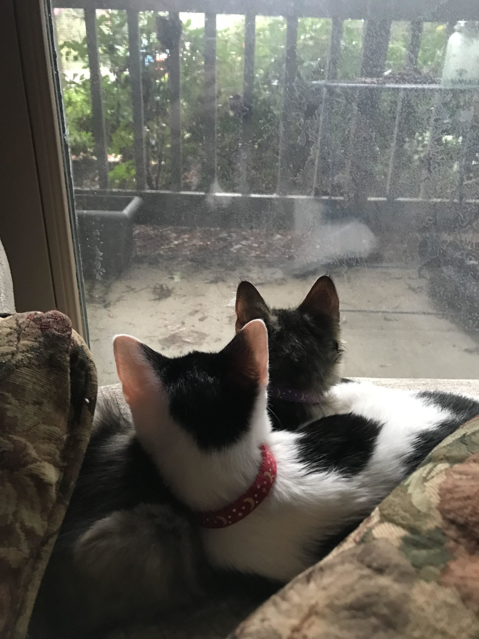 Bruni and Bo Lynch birdwatching Bruni and Bo Lynch birdwatching