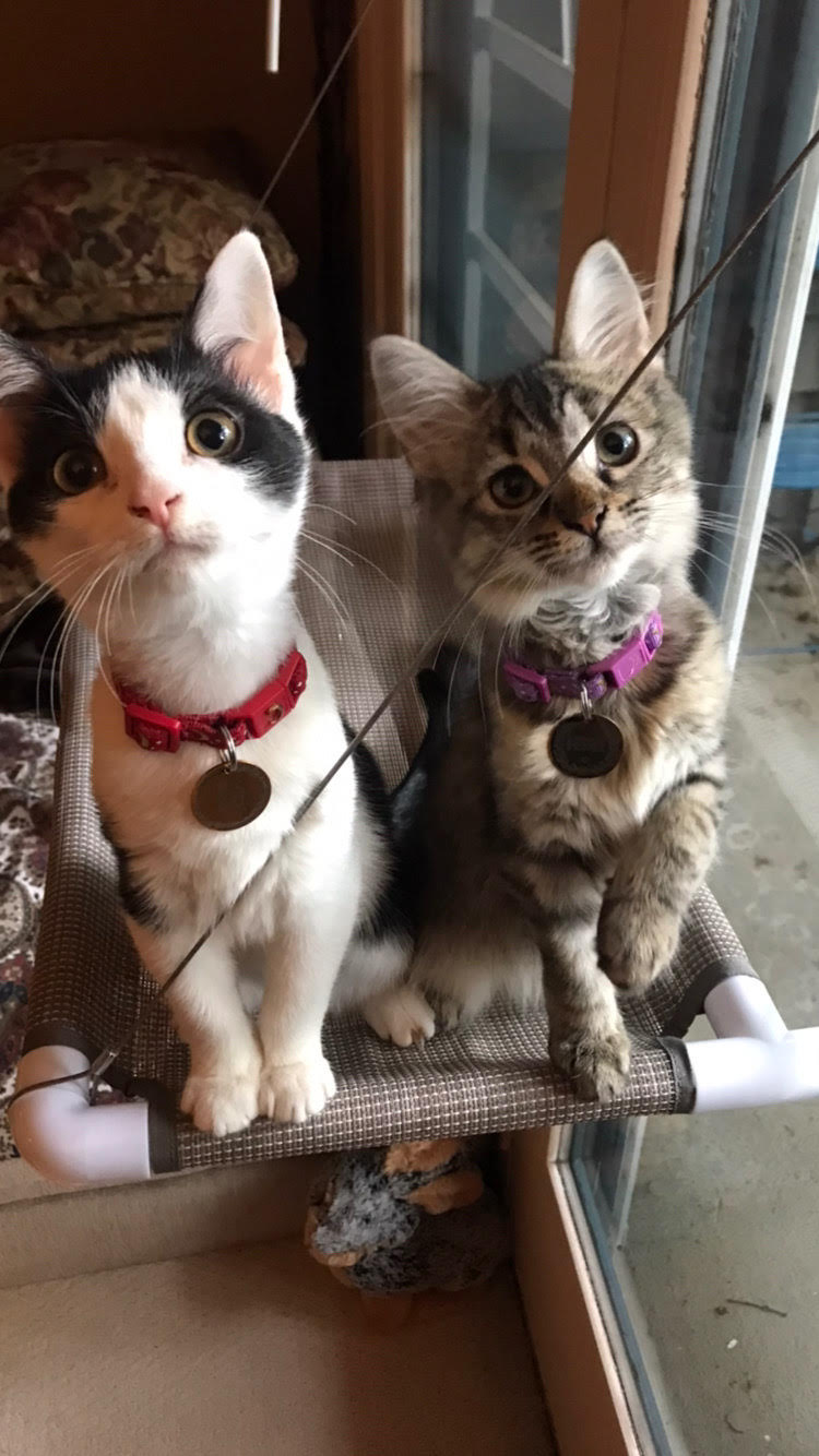 Bruni and Bo Lynch window perch Squee, babies!