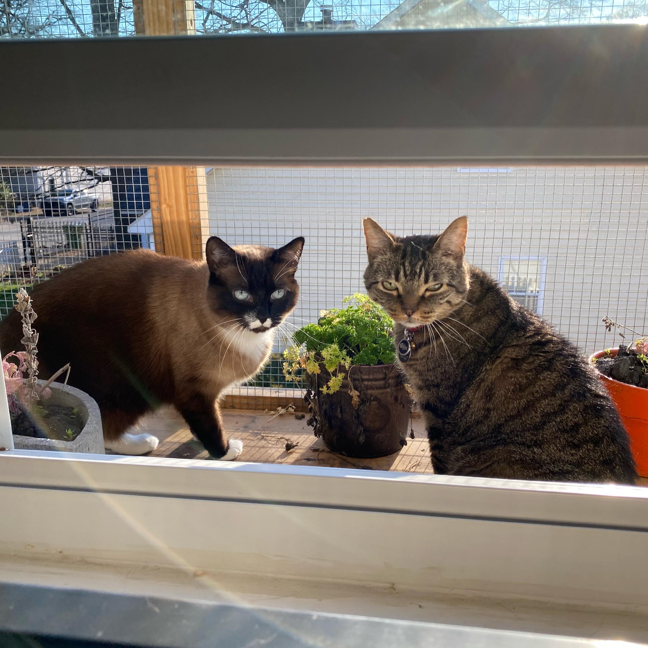 She shared her personal catio with her friends!
