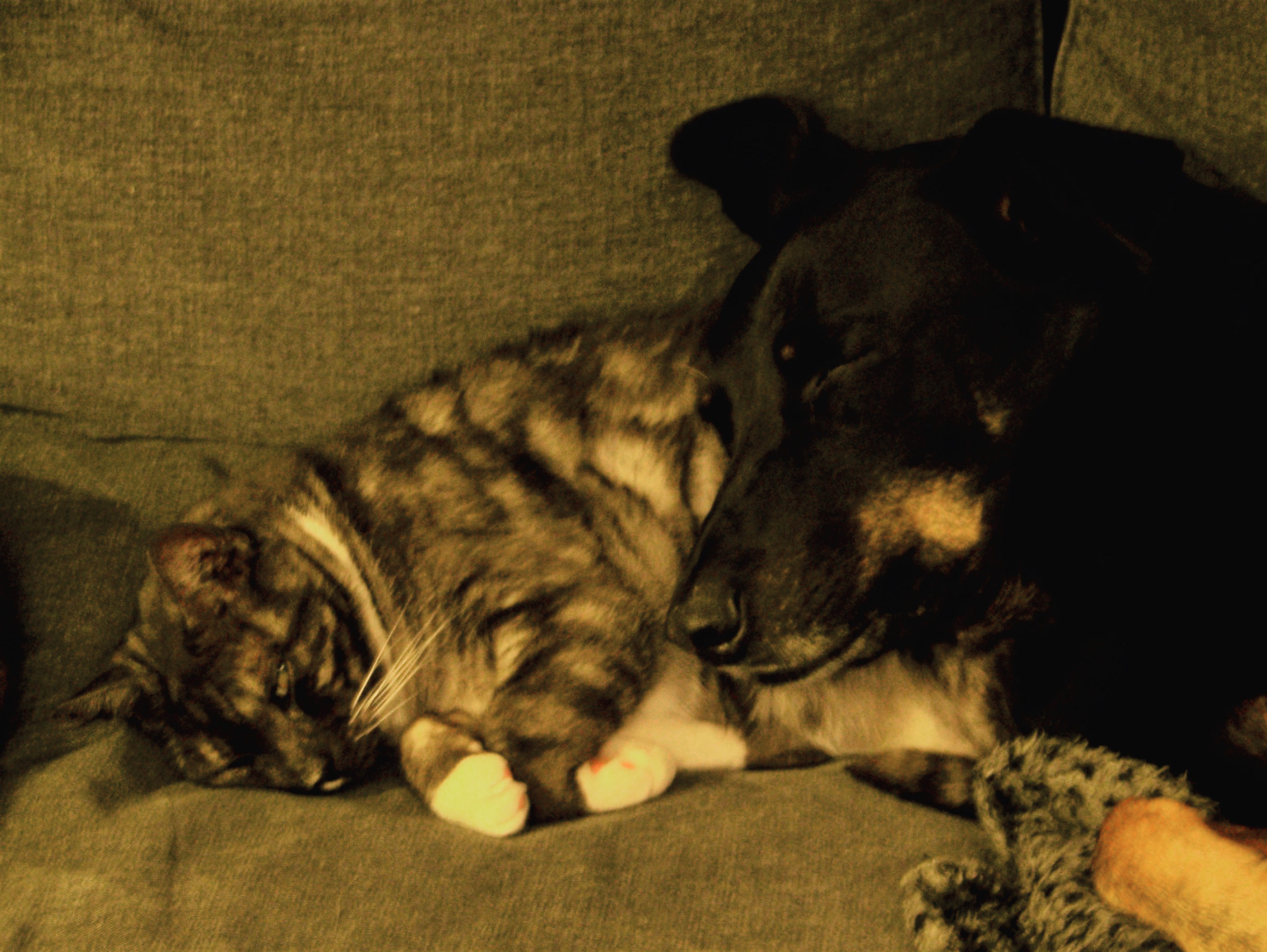 Charcoal and Grant IG Cuddling with charcoal.