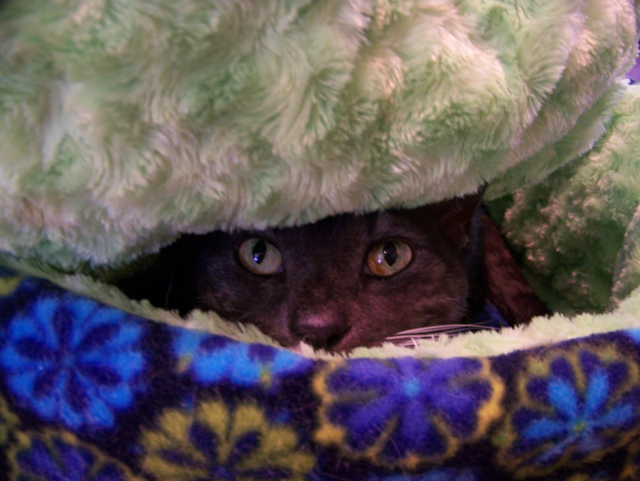 Charcoal peeking out of bed 2 (Copy)