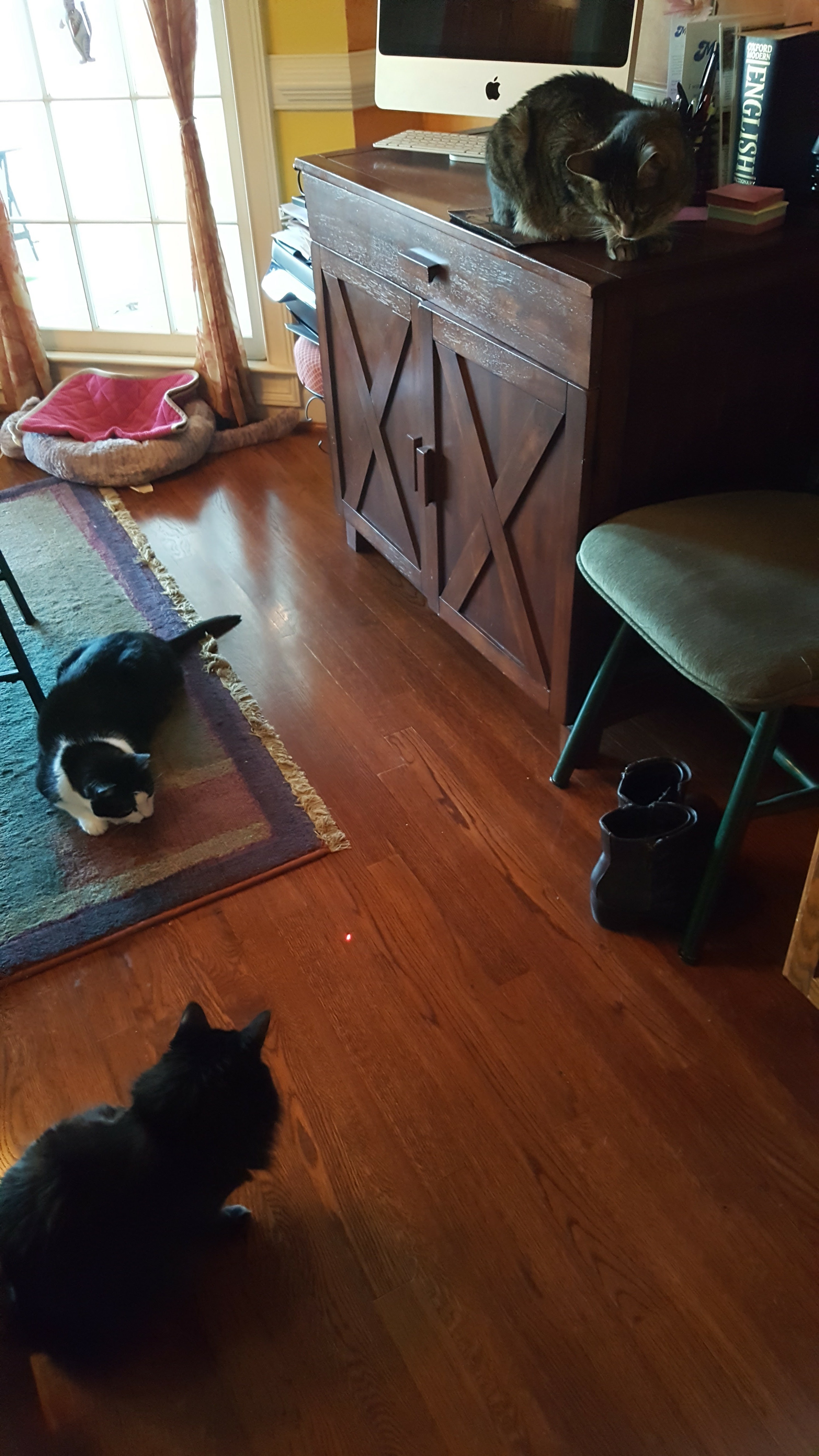 All three cats together in one room playing. 
