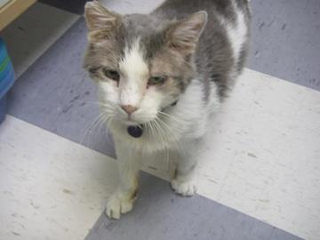 Crust (Copy) This pic taken while still living the life of a clinic cat.