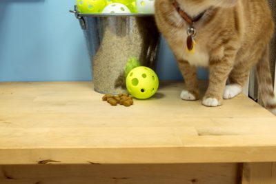 Foraging Wiffle Ball - Image 2
