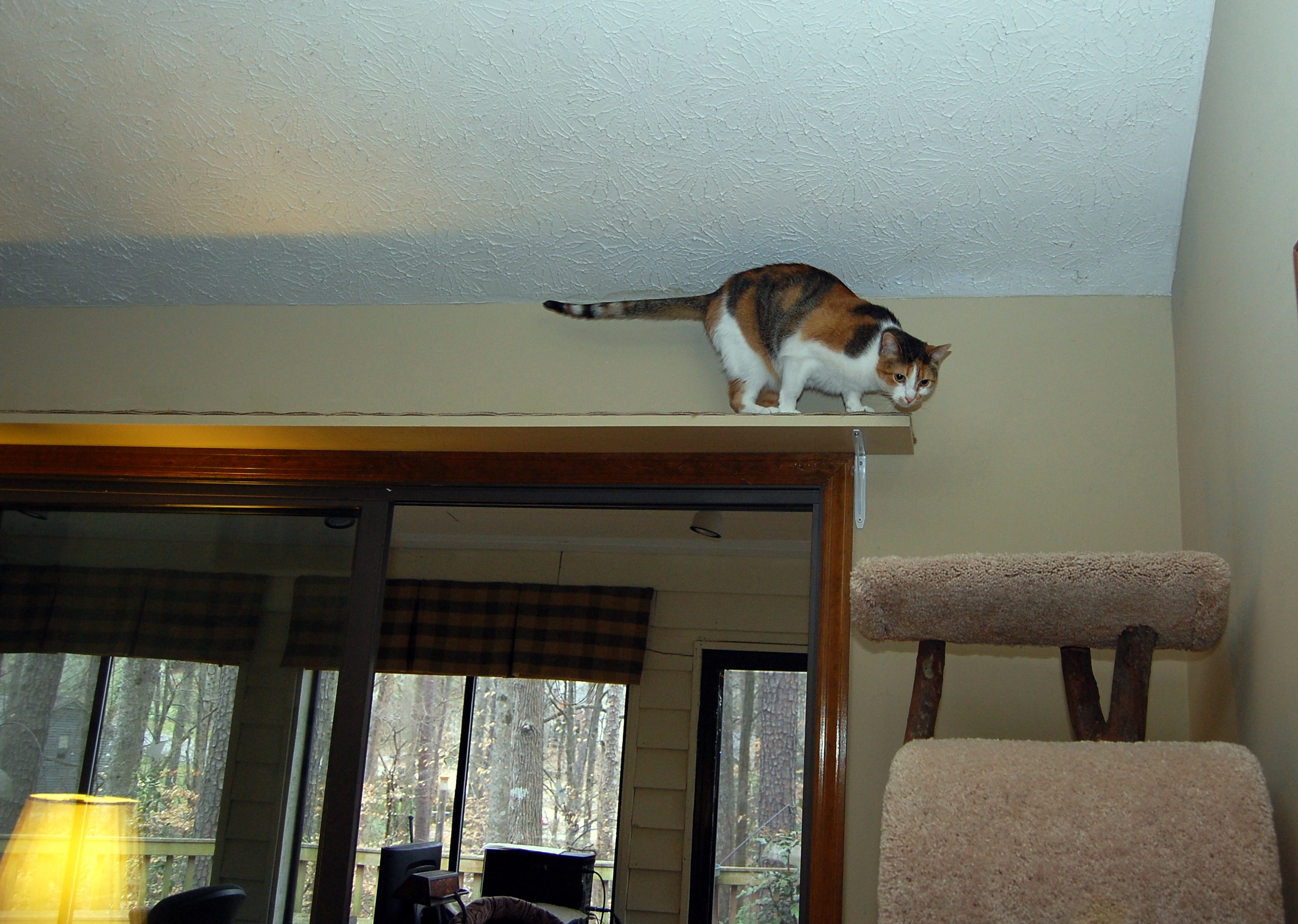 Lydia ascending sisaled runs to a traditional cat condo in the corner. 