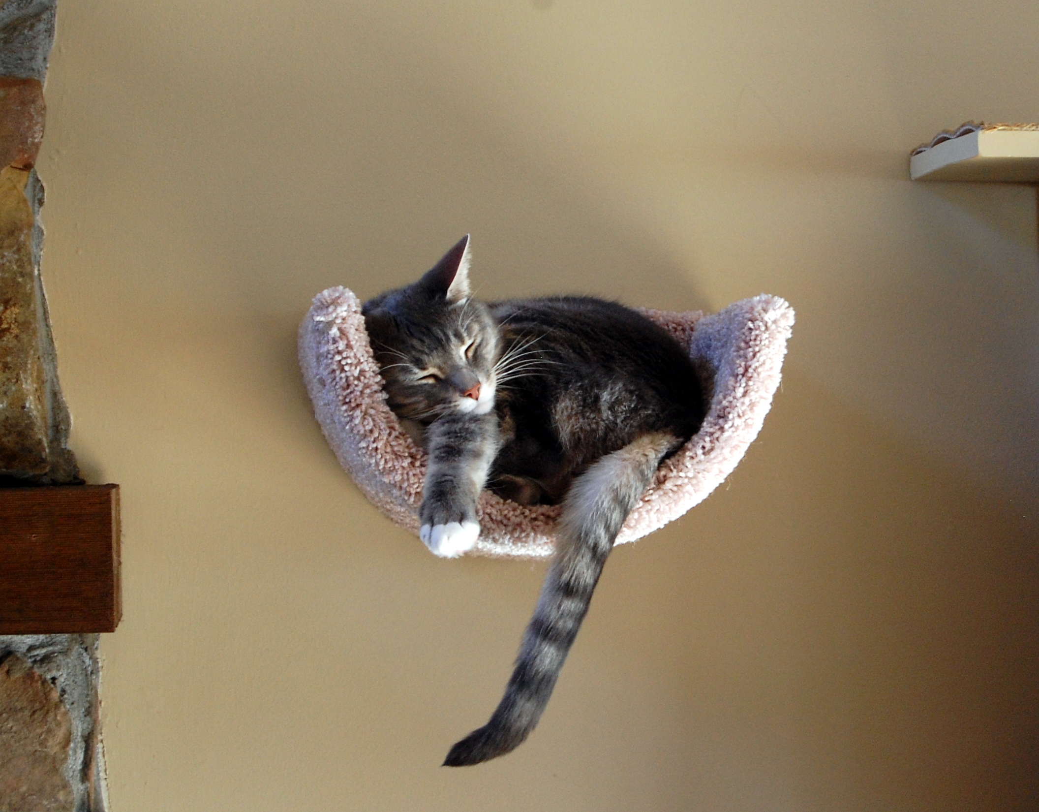 Marcus enjoying his new scooped bed by FF. 