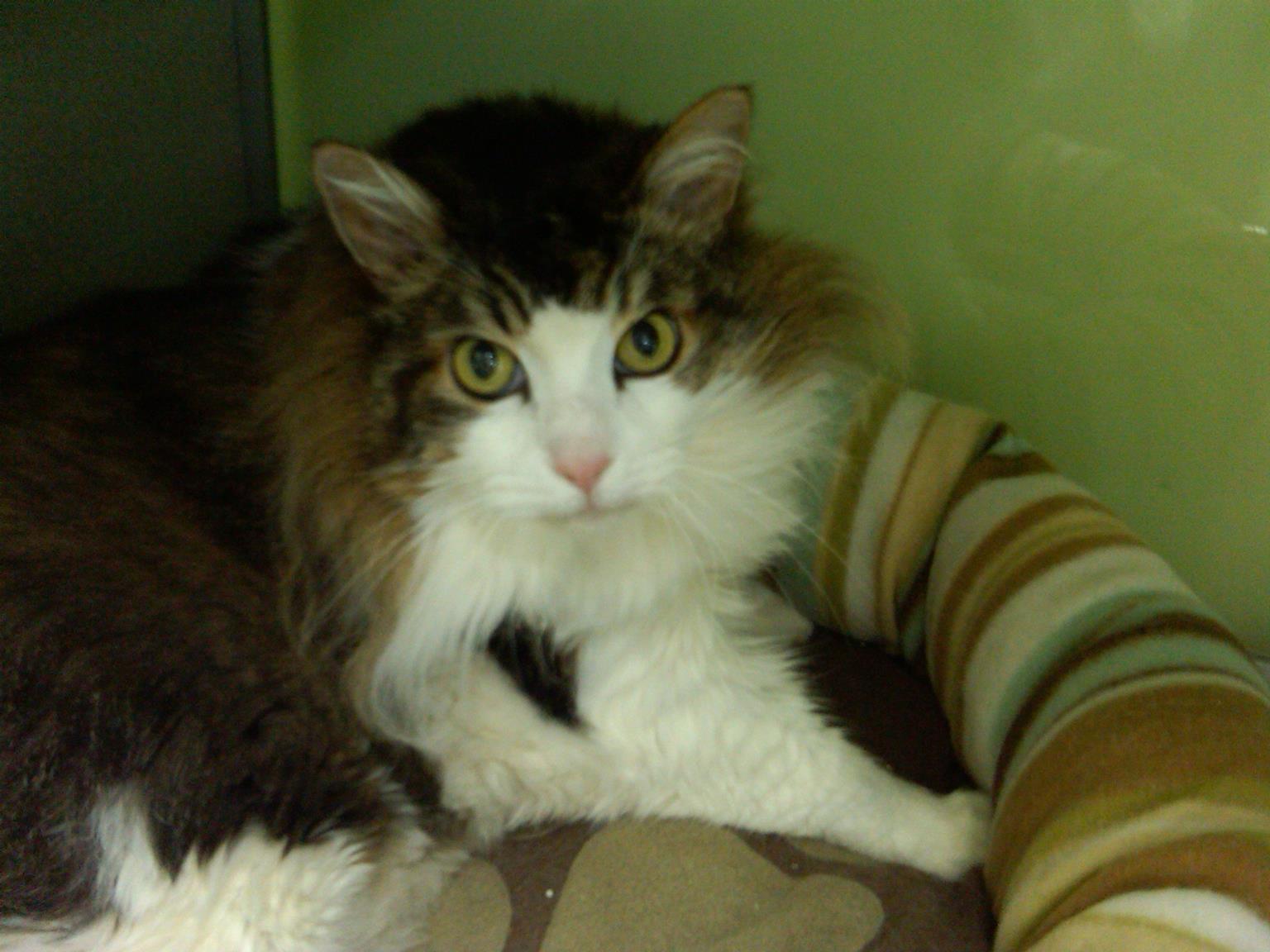 Day1PWC (Copy) Still caged at the clinic here. Wondering why he has to forage for his food.