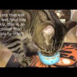 wet food puzzles for cats