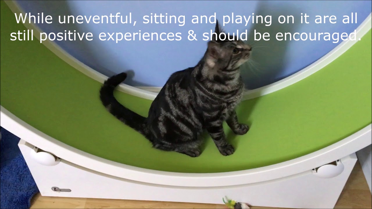 Encouraging Your Cat To Use A Cat Wheel Fundamentally Feline
