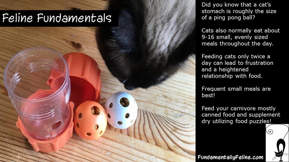 Using Food Puzzles with Your Cats - Fundamentally Feline