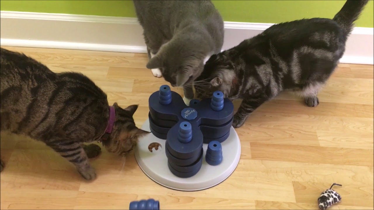 Making the Most of Feeding Your Cat: Food Puzzles • Feline Engineering