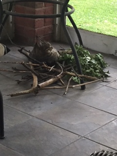 Freya Stinson on pile of sticks Enrichment nest! Some sights and smells from the outdoors!