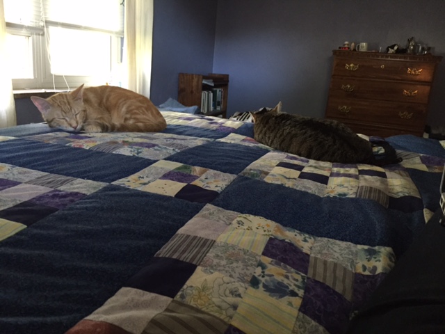 Freya and Carson Sleeping close together-a sign of friendship.