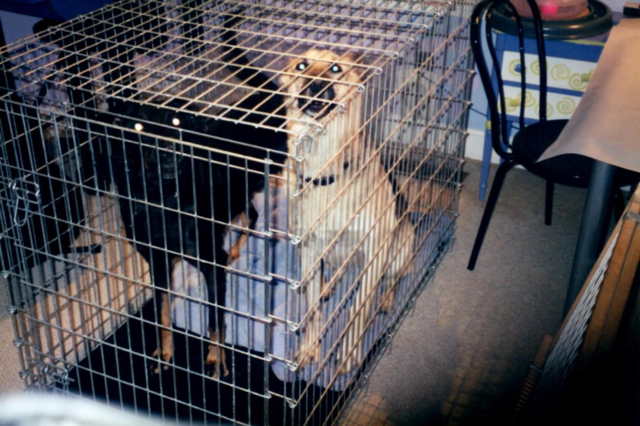 Grant and Yokon prentending to be shelter dogs (Copy) We joke that this was as close as either got to being caged shelter dogs.